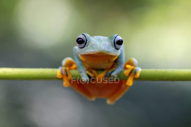 Portrait of tree frog — Stock Photo