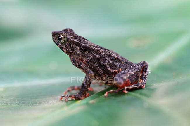 Струнка жаба на листі — стокове фото