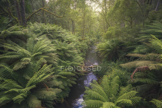Lush ferns along river — Stock Photo