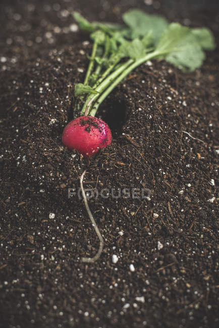 Radish in the soil — Stock Photo