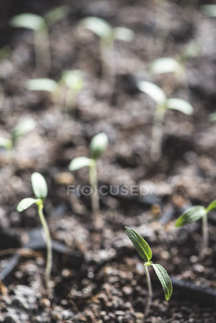 Piantine germinanti nel suolo — Foto stock