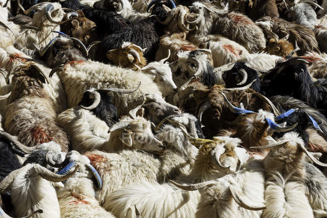 Стадо пашминских коз — стоковое фото