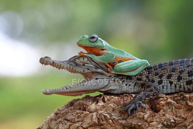 Laubfrosch sitzt auf Krokodil — Stockfoto