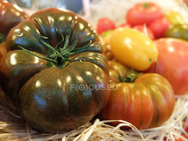 Tomatoes on decorative grass — Stock Photo