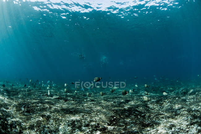 Vista submarina de peces y surfistas - foto de stock