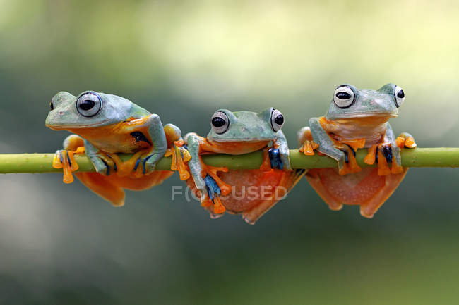 Three frogs on tree branch — Stock Photo