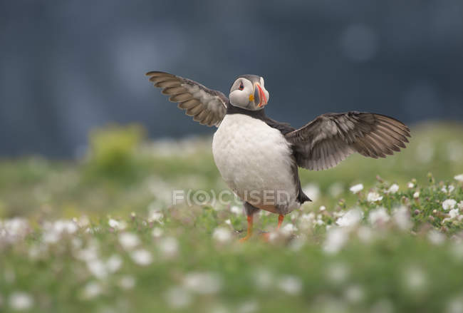 Pássaro puffin com asas abertas — Fotografia de Stock