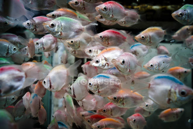 Close up shot of school of fish — Stock Photo