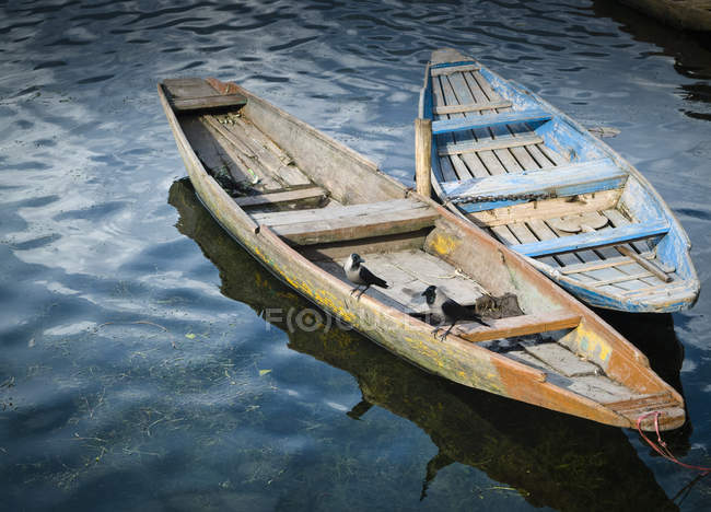 Two birds on a wooden rowing boats — Stock Photo