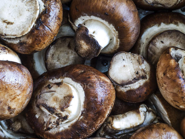 Raw mushrooms champignon — Stock Photo