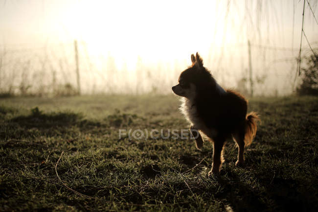 Chihuahua cão no jardim — Fotografia de Stock