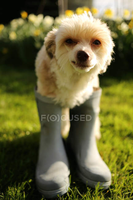 Chinese crested dog wearing boots — Stock Photo