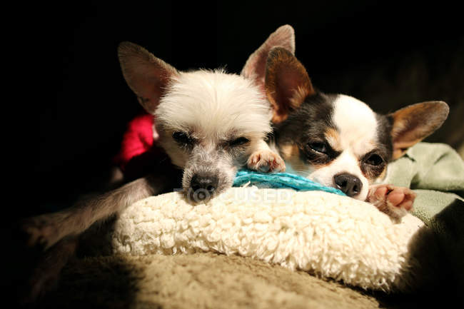 Собаки лежать на дивані на сонці — стокове фото