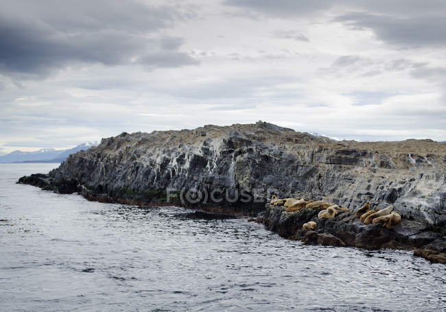 Colonia di leoni marini su rocce — Foto stock