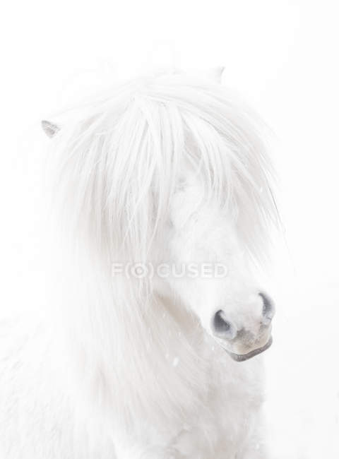Porträt eines weißen Pferdes — Stockfoto