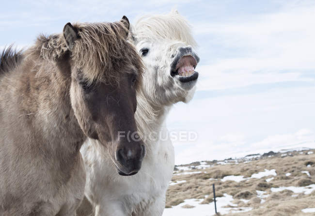 Due cavalli in campo — Foto stock