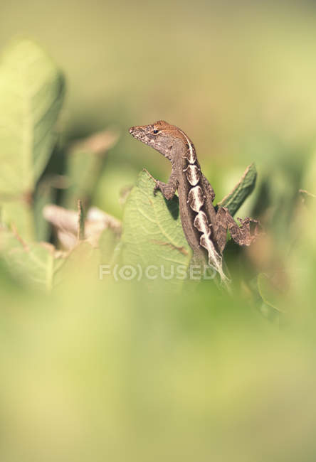 Portrait of Brown Anole — Stock Photo