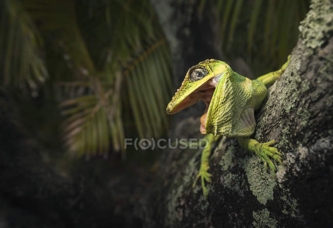 Caballero lagarto Anole en árbol - foto de stock