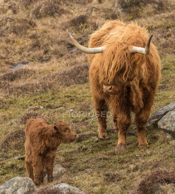 Vaches et veaux des Highlands — Photo de stock