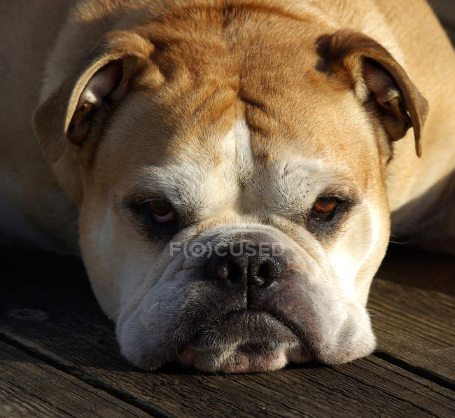 Primer plano del bulldog descansando - foto de stock