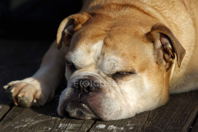 Primer plano de un bulldog descansando - foto de stock