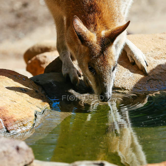 Känguru trinkt an Wasserstelle — Stockfoto