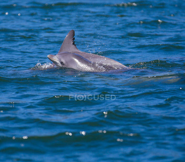 Dos delfines nadando en el océano - foto de stock