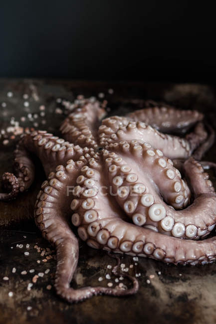 Octopus laying on table — Stock Photo