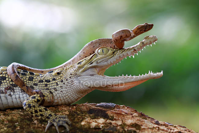 Schlange auf Krokodilkopf — Stockfoto