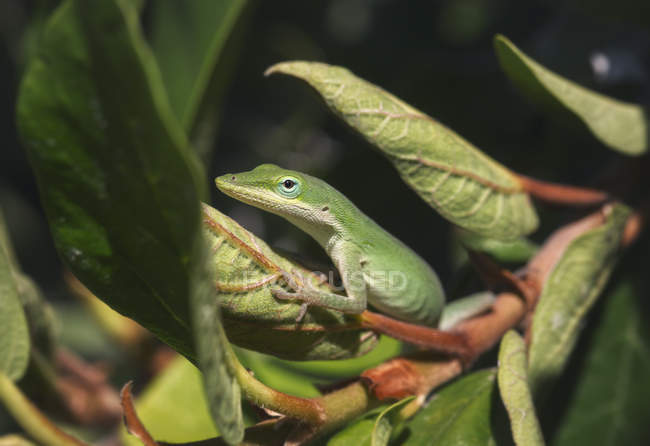 Зеленая анольная ящерица на растении — стоковое фото