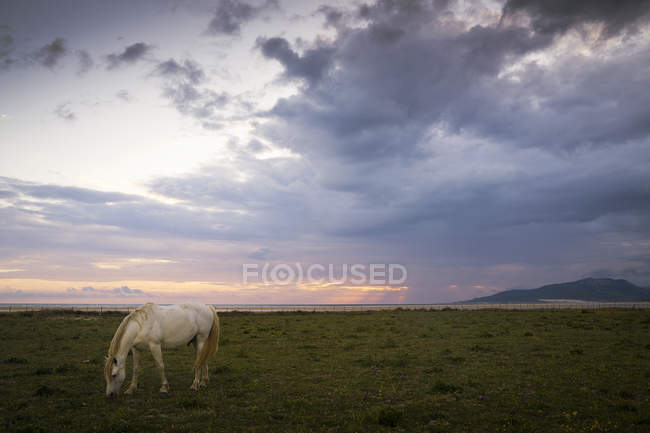 Pastoreo de caballos en el campo - foto de stock