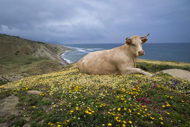 Vaca acostada en el campo - foto de stock
