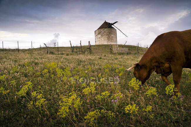 Pascolo di vacca in campo — Foto stock