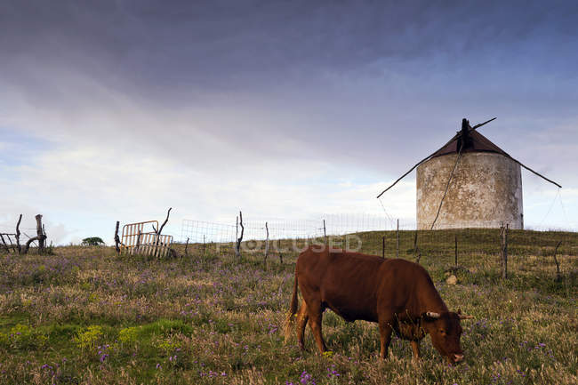 Pascolo di vacca in campo — Foto stock