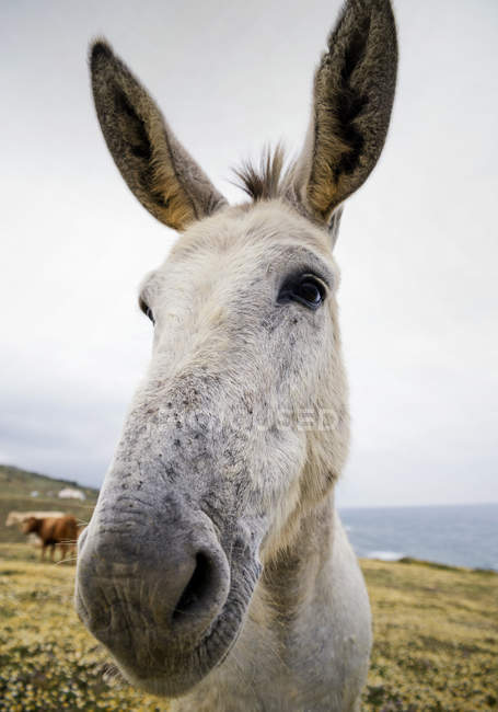 Portrait d'âne dans le champ — Photo de stock