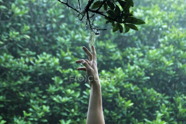 Male hand reaching for flower on branch — Stock Photo