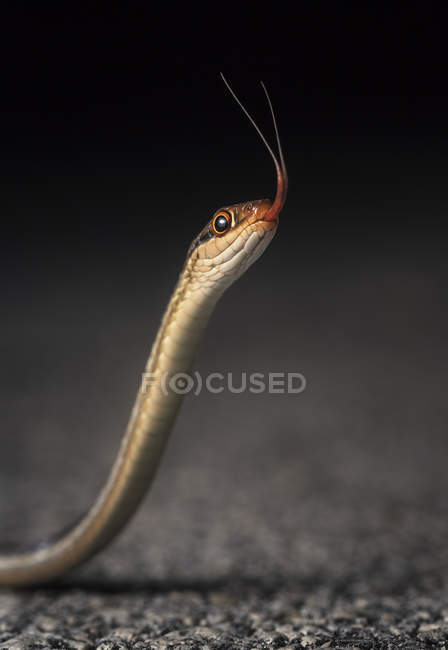 Península cinta serpiente moviendo lengua - foto de stock