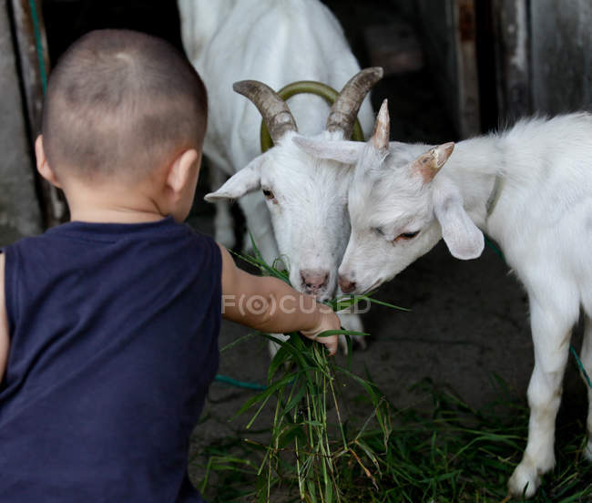 Niño alimentando dos cabras - foto de stock