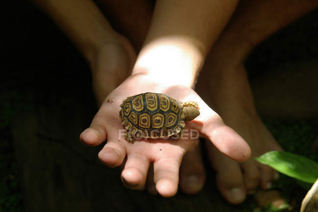 Мальчик держит леопардовую черепаху — стоковое фото