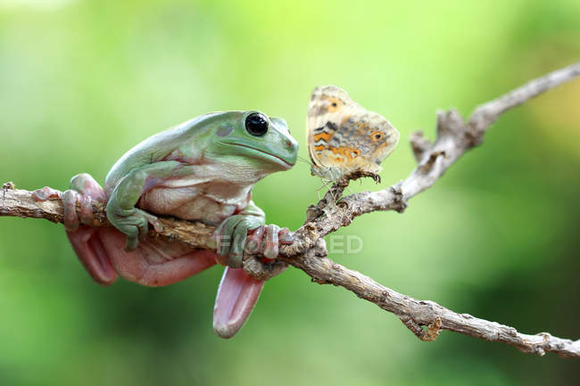 Frog on branch looking at butterfly — Stock Photo