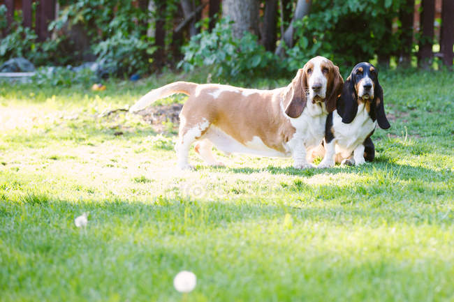 Two basset hound dogs in garden — Stock Photo