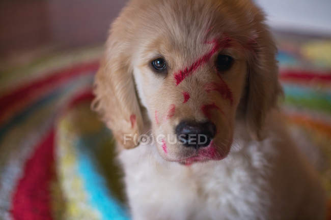 Ppuppy covered with lipstick — Stock Photo