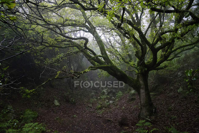 Moss covered trees in misty forest — Stock Photo