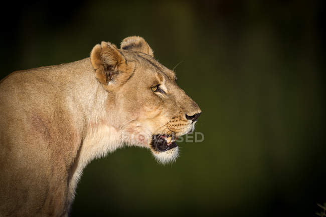 Side view portrait of lioness - Stock Photo.