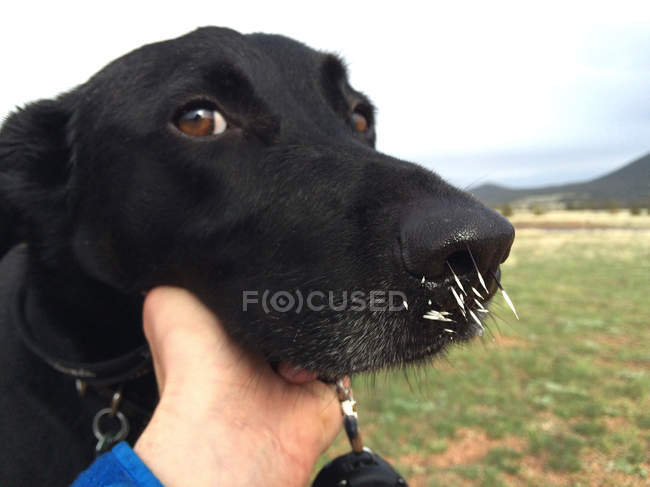 Dog with porcupine quills in nose — Stock Photo