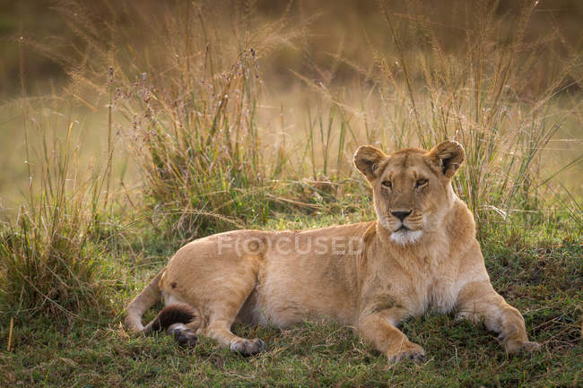 Löwin liegt auf Feld — Stockfoto