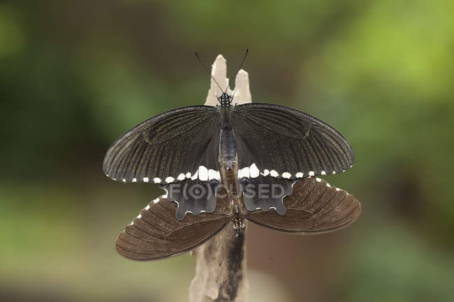 Dos mariposas apareamiento - foto de stock