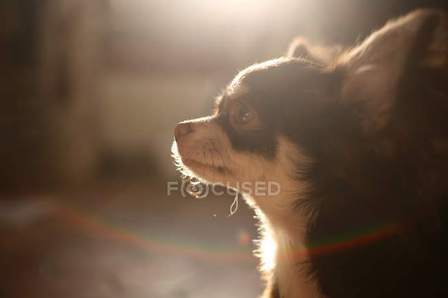 Retrato de un perro chihuahua - foto de stock