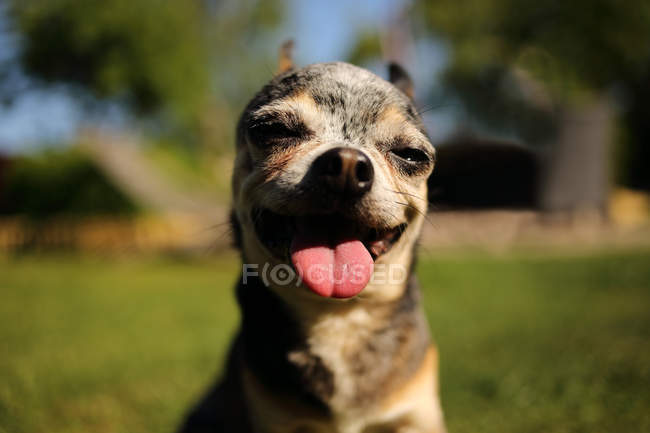 Retrato de un perro chihuahua parado al aire libre - foto de stock