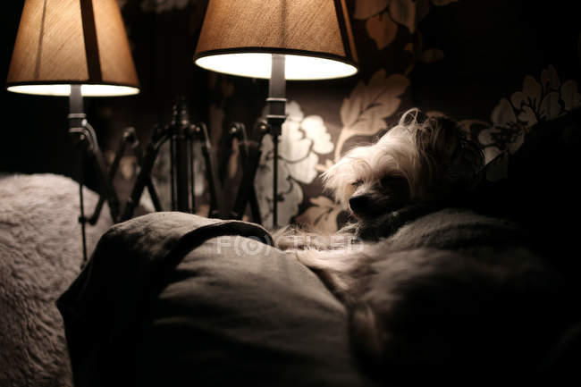 Chino cresta perro durmiendo - foto de stock